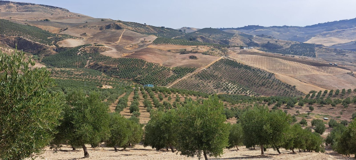 Land plot in Malaga №52023