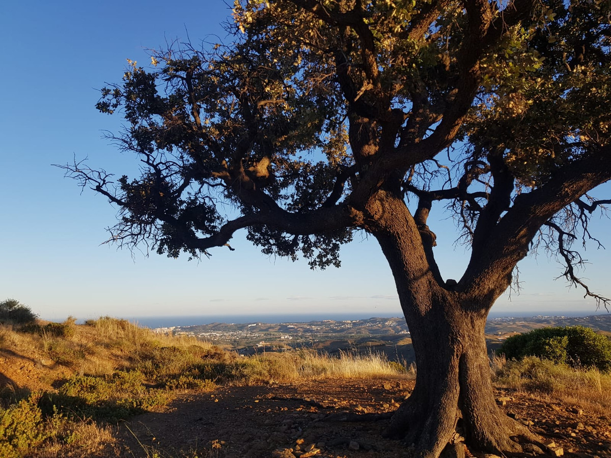 Parcela en Mijas №52888